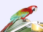 A macaw